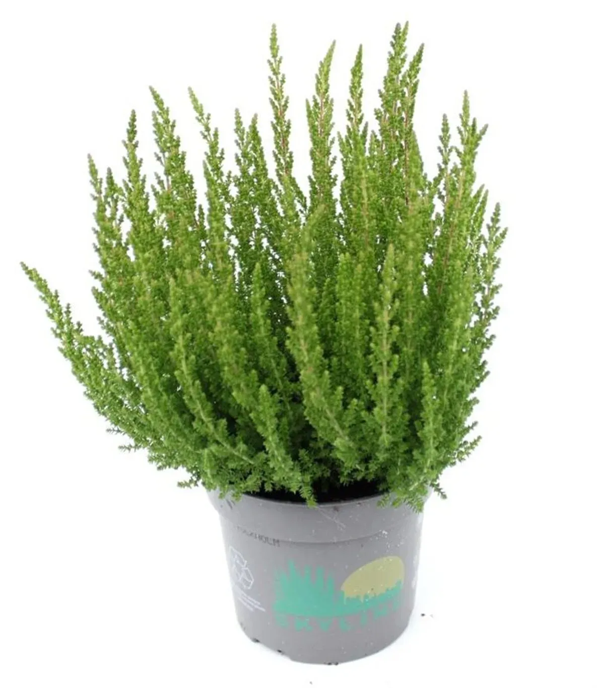 Wrzos Skyline® &#39;Verona&#39; zielony Calluna vulgaris