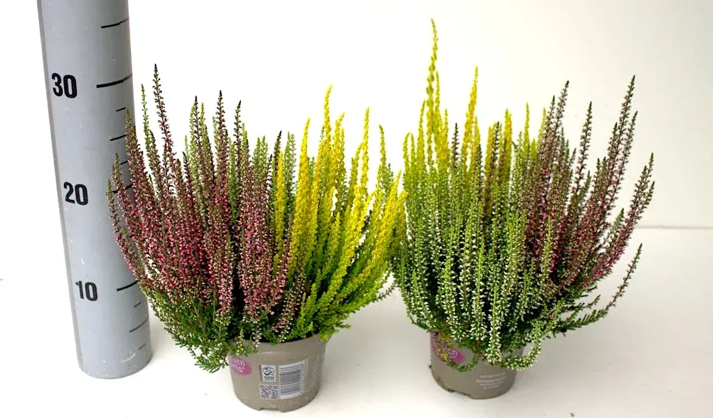 Wrzos kolorowy Trio Red-White-Yellow Garden Girls® Calluna vulgaris