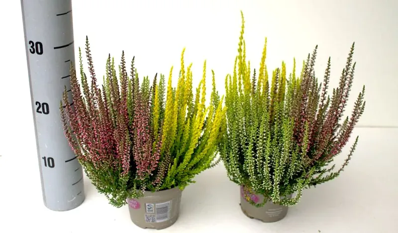 Wrzos kolorowy Trio Red-White-Yellow Garden Girls® Calluna vulgaris
