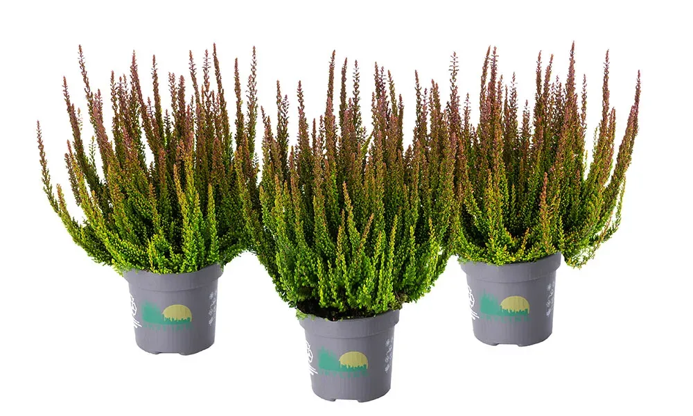 Wrzos Skyline® &#39;Pretoria&#39; zielono brązowy Calluna vulgaris