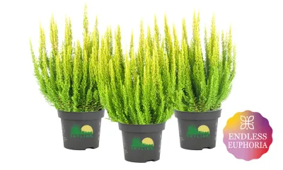 Wrzos Skyline® &#39;Miami&#39; żółty Calluna vulgaris