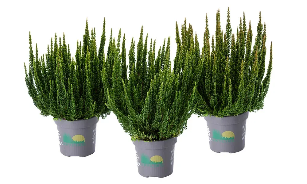 Wrzos Skyline® &#39;Stockholm&#39; zielony Calluna vulgaris