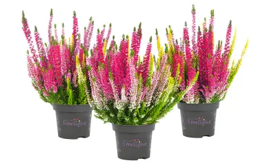 Wrzos kolorowy Starlight® Trio Melody Beauty Ladies® Calluna vulgaris