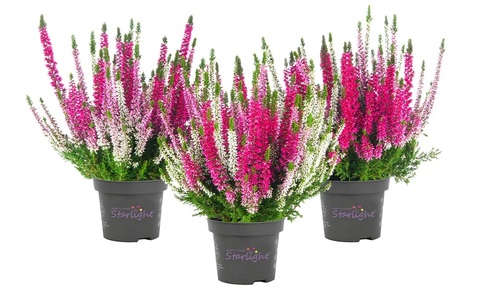 Wrzos kolorowy Starlight® Trio Ameties Beauty Ladies® Calluna vulgaris