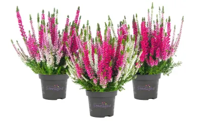 Wrzos kolorowy Starlight® Trio Ameties Beauty Ladies® Calluna vulgaris