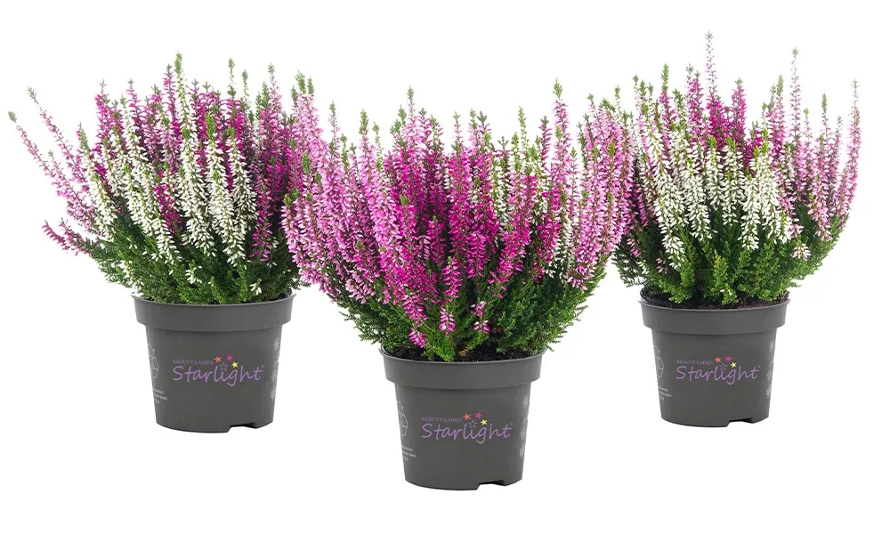 Wrzos kolorowy Starlight® Trio Harmony Beauty Ladies® Calluna vulgaris