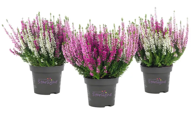 Wrzos kolorowy Starlight® Trio Harmony Beauty Ladies® Calluna vulgaris