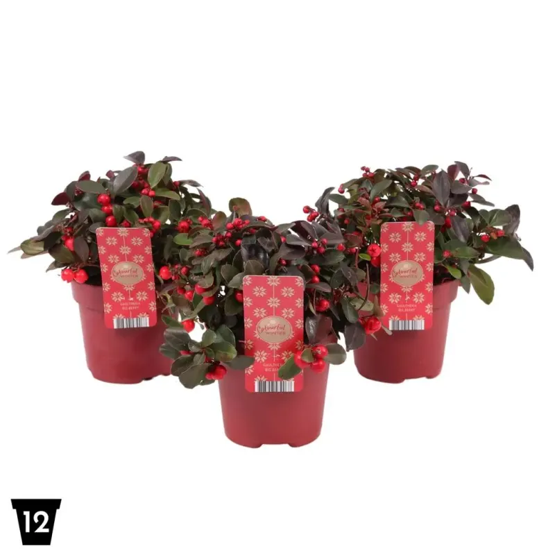 Golteria &#39;Big Berry&#39; Gaultheria