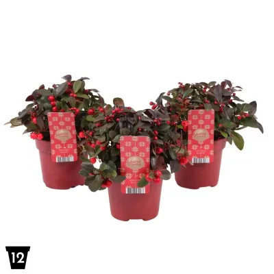 Golteria &#39;Big Berry&#39; Gaultheria