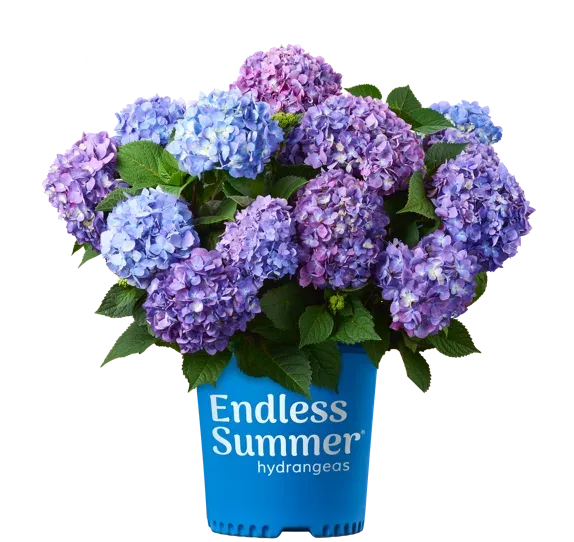Hortensja ogrodowa Endless Summer® &#39;Bloomstar Pink&#39; Hydrangea macrophylla