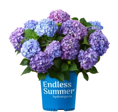 Hortensja ogrodowa Endless Summer® &#39;Bloomstar Pink&#39; Hydrangea macrophylla