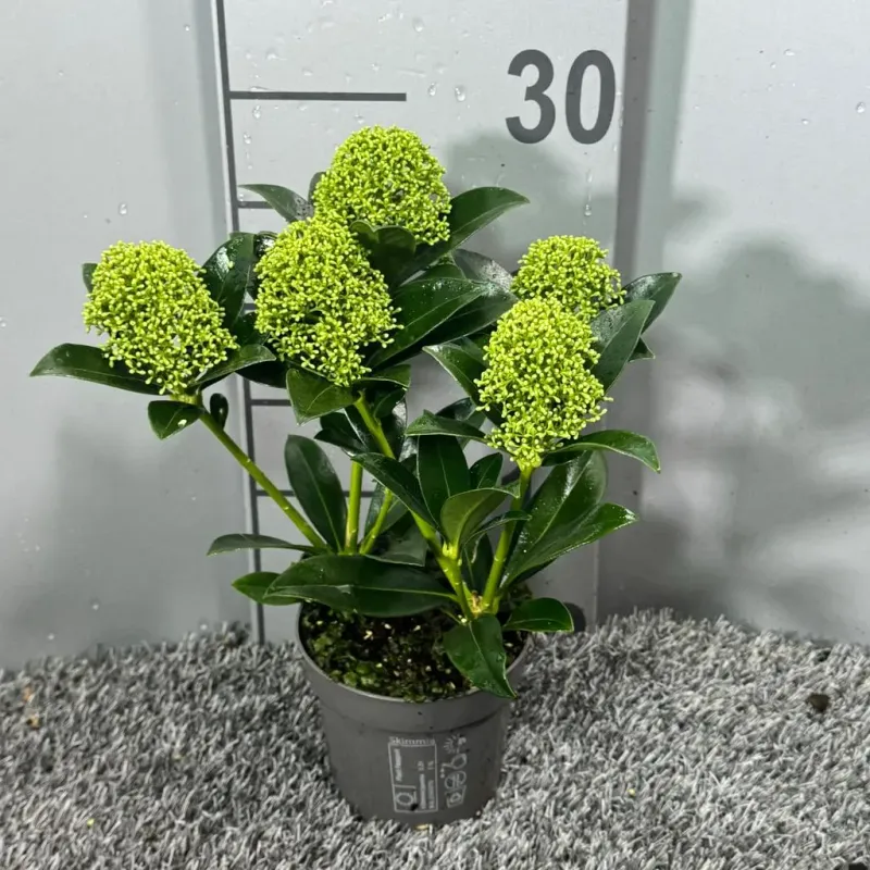 Skimia japońska &#39;White Globe&#39; Skimmia