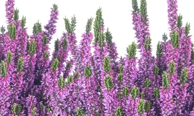 Wrzos fioletowy Beauty Ladies® Calluna vulgaris