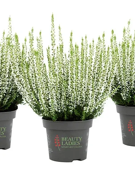 Wrzos biały Beauty Ladies® Calluna vulgaris
