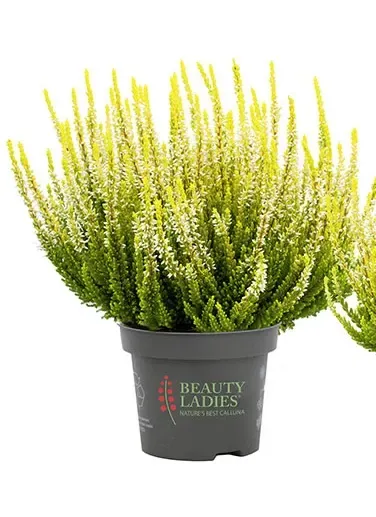 Wrzos agneta Beauty Ladies® Calluna vulgaris