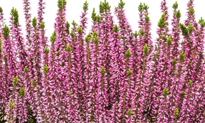 Wrzos różowy Beauty Ladies® Calluna vulgaris