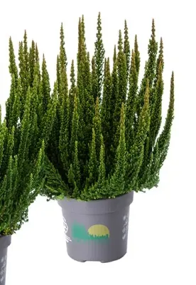 Wrzos Skyline® &#39;Stockholm&#39; zielony Calluna vulgaris