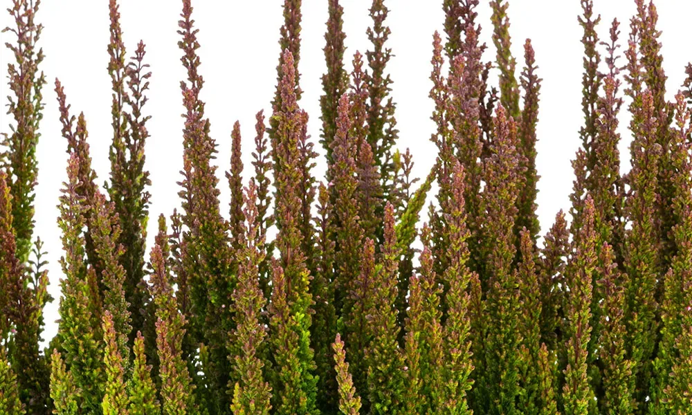Wrzos Skyline® &#39;Pretoria&#39; zielono brązowy Calluna vulgaris
