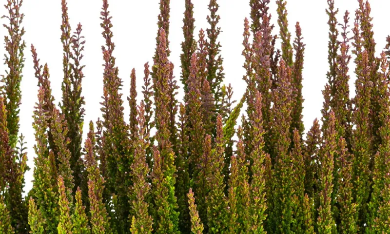 Wrzos Skyline® &#39;Pretoria&#39; zielono brązowy Calluna vulgaris