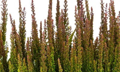 Wrzos Skyline® &#39;Pretoria&#39; zielono brązowy Calluna vulgaris