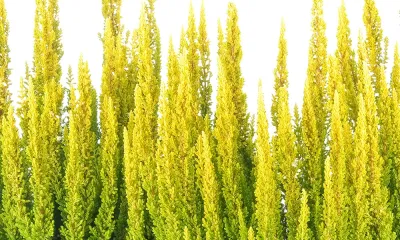 Wrzos Skyline® &#39;Miami&#39; żółty Calluna vulgaris