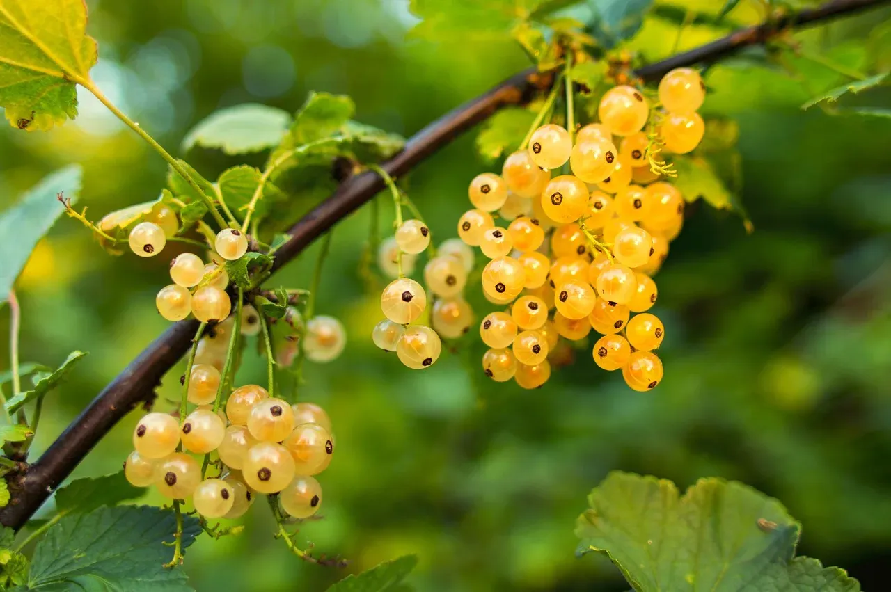 Porzeczka biała &#39;White Pearl&#39; Ribes