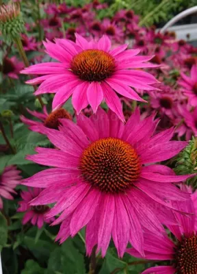 Jeżówka &#39;Js Roho&#39; Echinacea