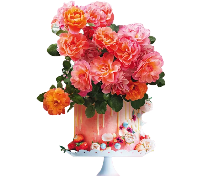 Róża &#39;Sugar Candy&#39; Rosa