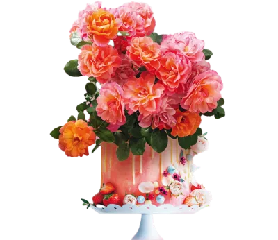 Róża &#39;Sugar Candy&#39; Rosa