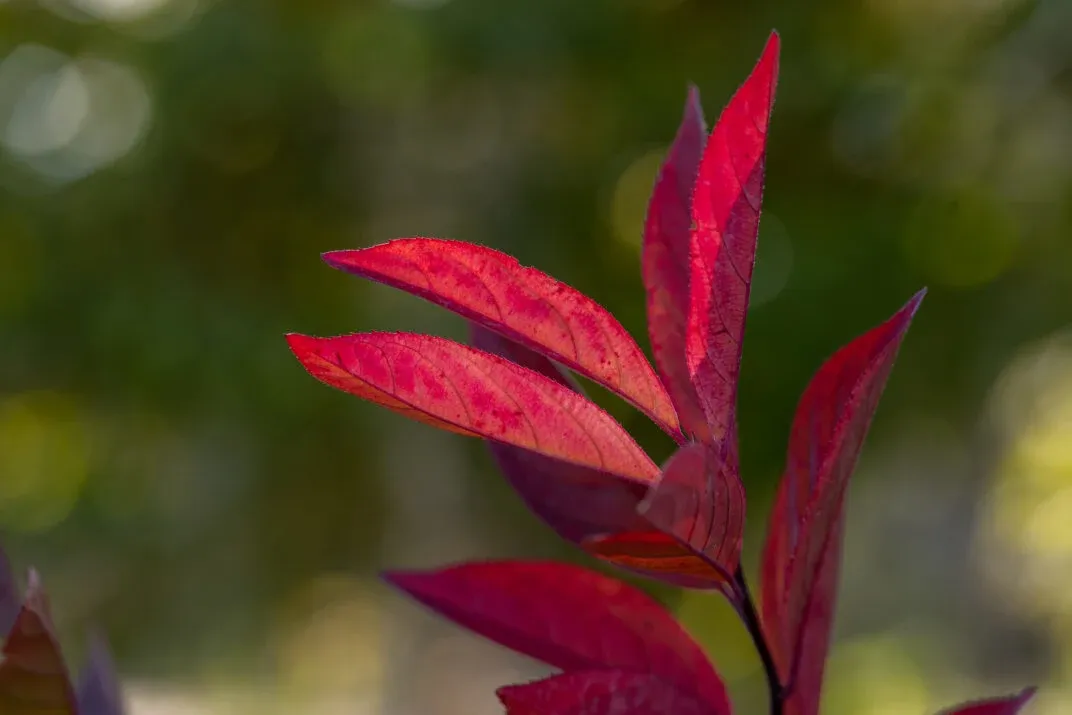 Itea wiriginijska First Edition® &#39;Love Child&#39;® Itea virginica