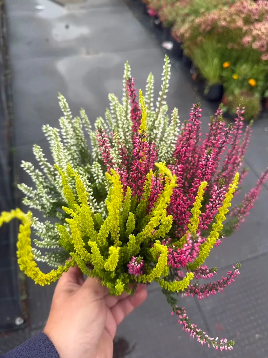 Wrzos kolorowy Garden Girls® Trio Red-White-Yellow Calluna vulgaris