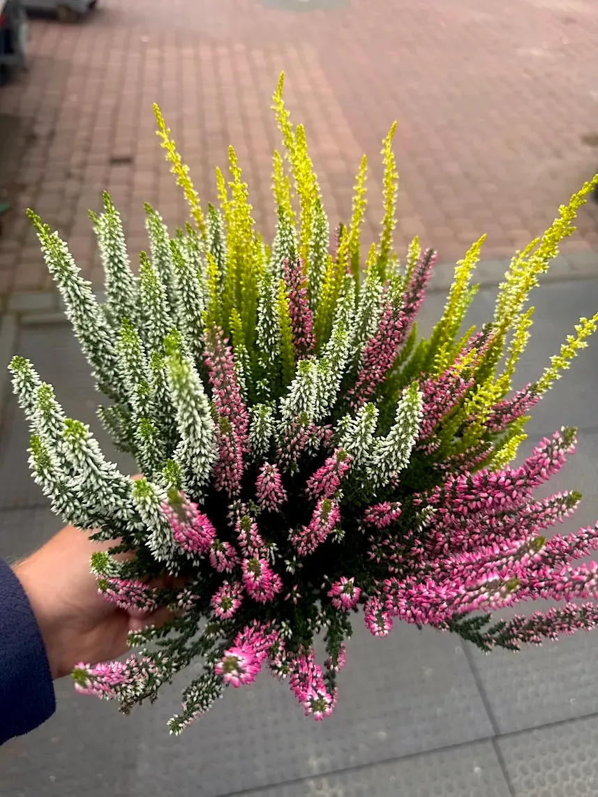Wrzos kolorowy Beauty Ladies® Trio Pink-White-Yellow Calluna vulgaris