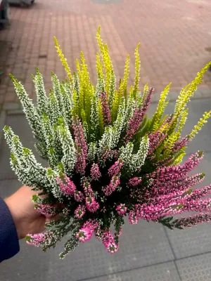 Wrzos kolorowy Beauty Ladies® Trio Pink-White-Yellow Calluna vulgaris