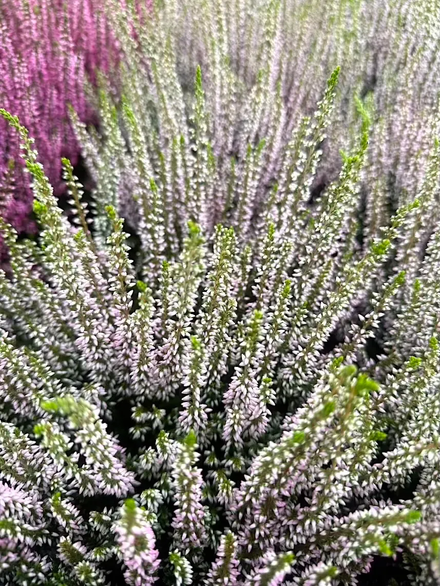 Wrzos jasno fioletowy Beauty Ladies® Calluna vulgaris