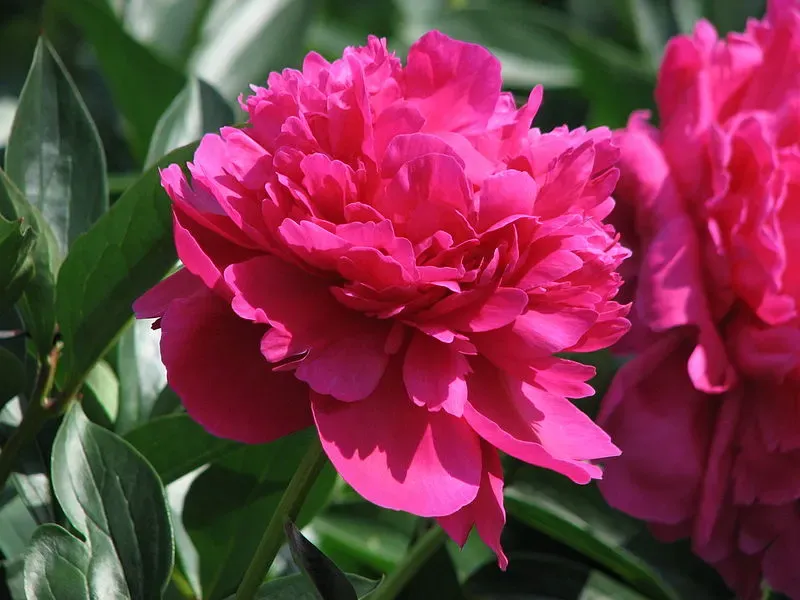 Piwonia chińska &#39;Kansas&#39; Paeonia lactiflora