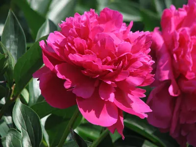 Piwonia chińska &#39;Kansas&#39; Paeonia lactiflora