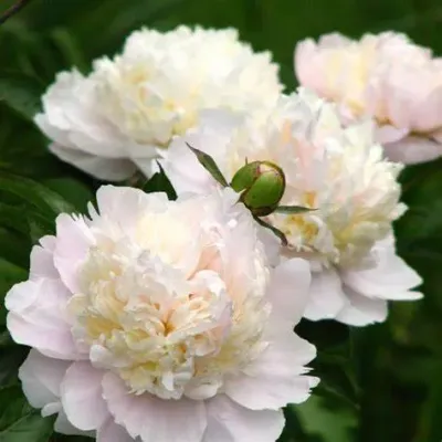 Piwonia chińska &#39;Shirley Temple&#39; Peonia lactiflora