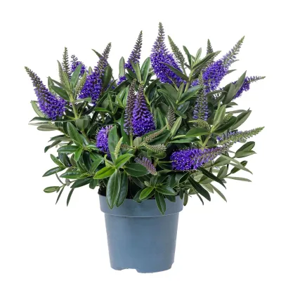 Hebe Addenda® niebieskie Hebe