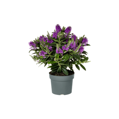 Hebe Addenda® purple Hebe