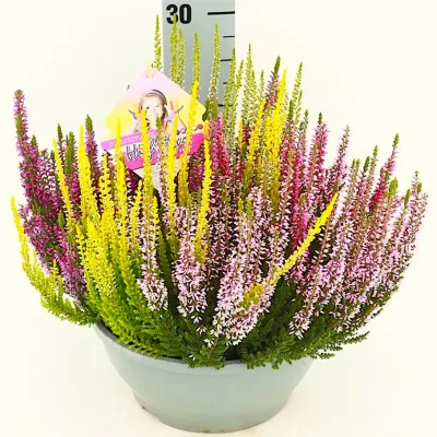 Wrzos High Five® Beauty Ladies® Calluna vulgaris