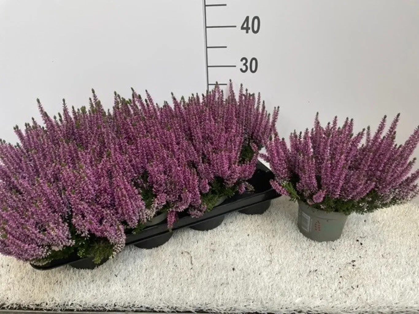 Wrzos purple Beauty Ladies® Calluna vulgaris