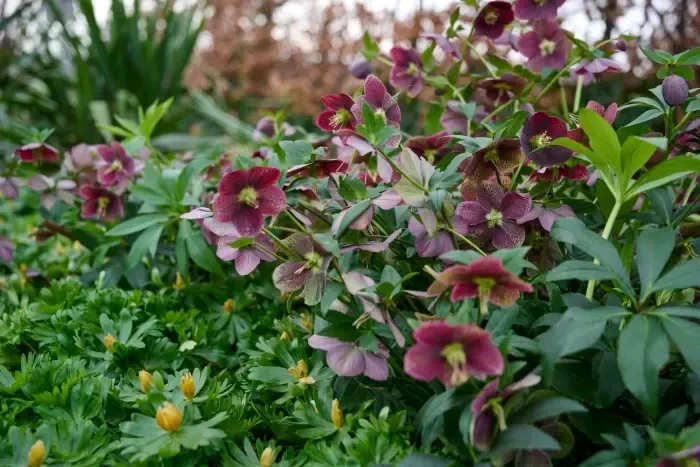 Ciemiernik &#39;Glamour™ Bijoux&#39; Helleborus