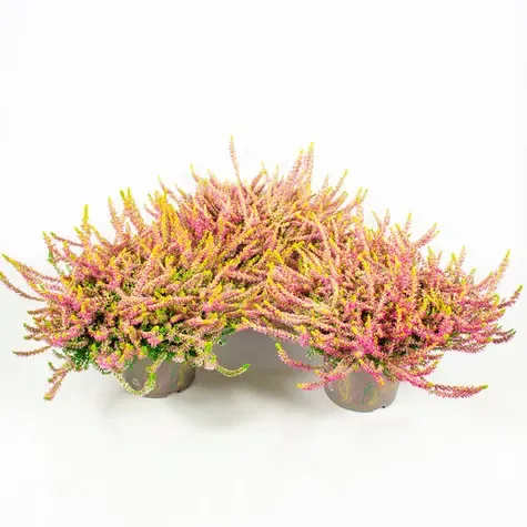 Wrzos Skyline® żółty z różowymi kwiatami Calluna vulgaris