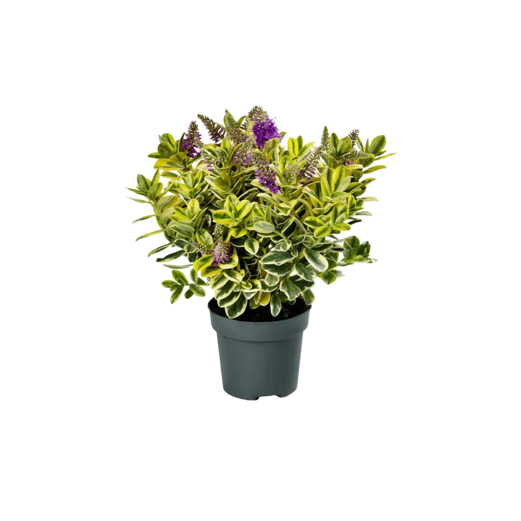 Hebe Addenda® classica Katarina Hebe