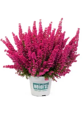 Wrzosiec wielkokwiatowy Heidi&#39;s® czerowny Erica gracillis