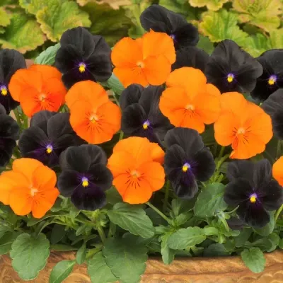 Bratek kompozycja Halloween Viola cornuta
