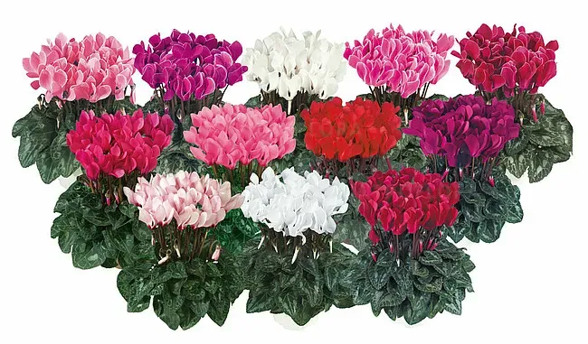 Fiołek alpejski pakiet kolorów Cyclamen