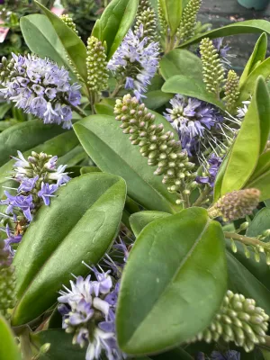 Hebe niebieskie &#39;Blue Kiwi&#39; Hebe