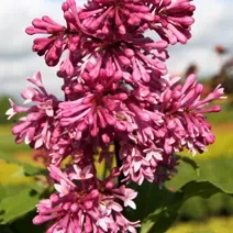 Bez, Lilak pospolity 'Red Wine' Syringa vulgaris