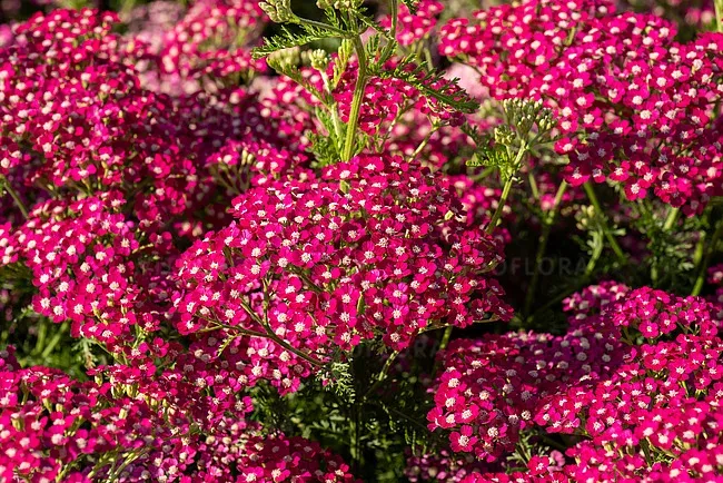 Krwawnik &#39;SummerWine&#39; Achillea millefolium